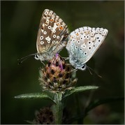 Brian Marcer - Chalkhill Blue Butterflies